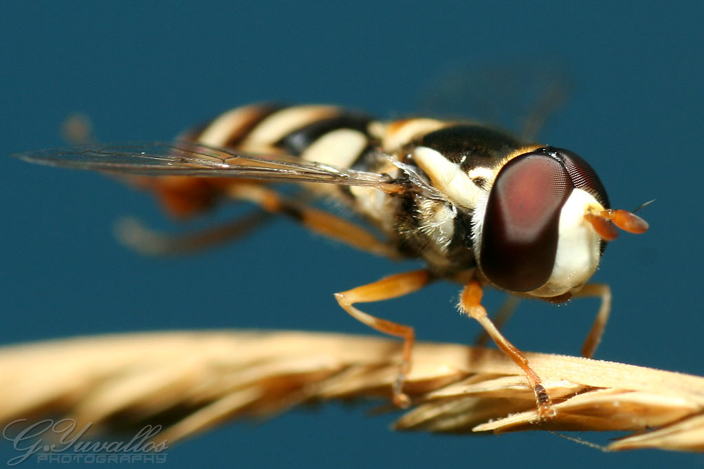 The Evolutionary Advantage (image credits: flickr)