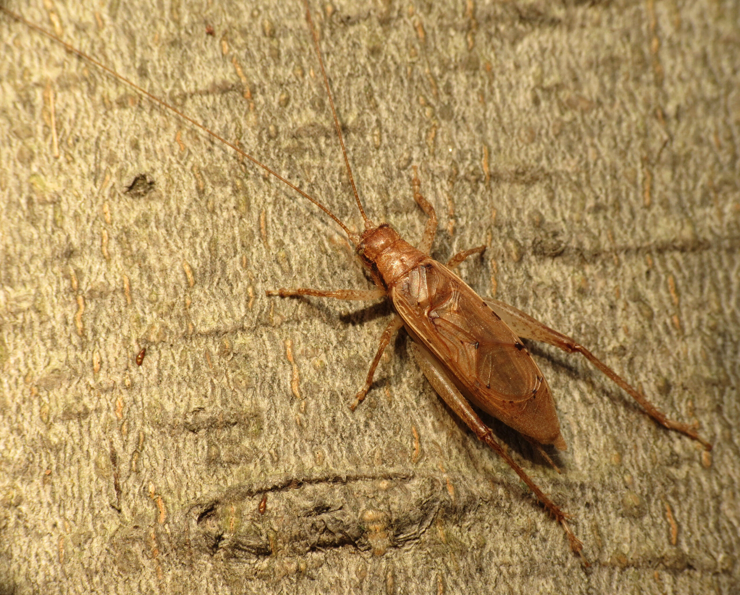 The Fatal Leap (image credits: Jumping Bush Cricket Male, CC BY 2.0, https://commons.wikimedia.org/w/index.php?curid=49953950)