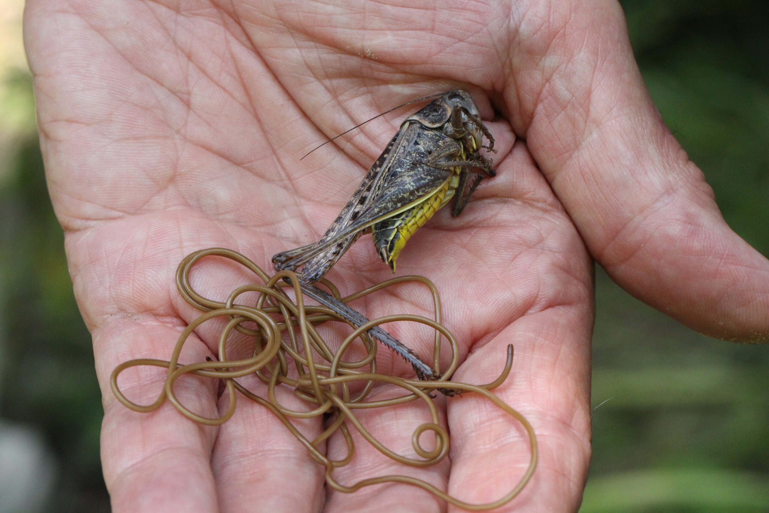 Not Just Crickets (image credits: Horsehair Worm, CC BY-SA 2.0, https://commons.wikimedia.org/w/index.php?curid=34660997)