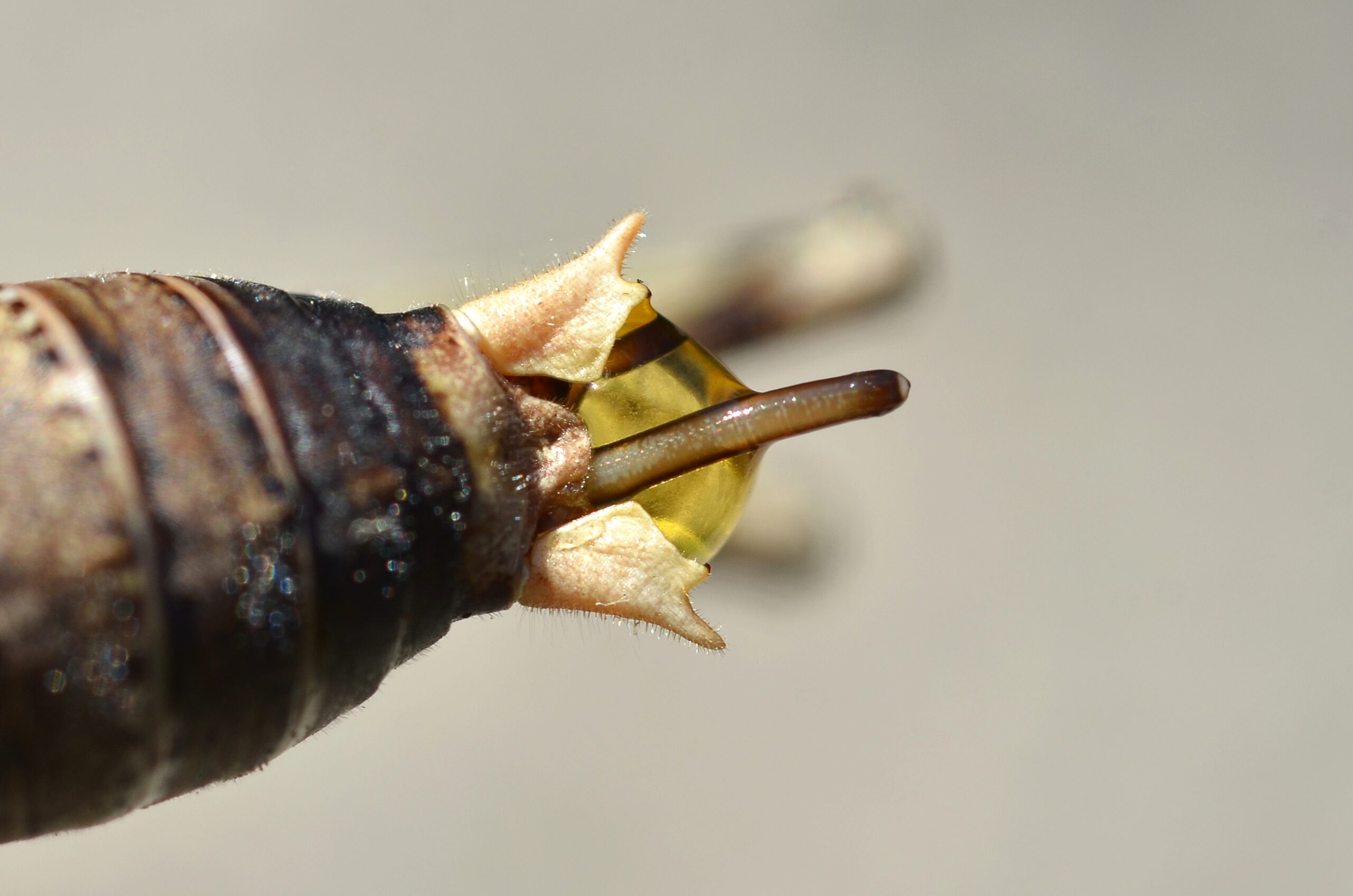 The Timing is Everything (image credits: Nematomorpha

Uploaded by Jacopo Werther, CC BY-SA 2.0, https://commons.wikimedia.org/w/index.php?curid=24610573)