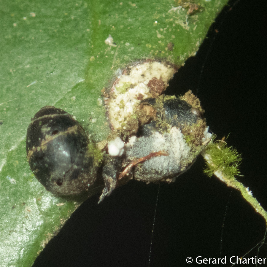Other Mind-Controlling Parasites (image credits: flickr)