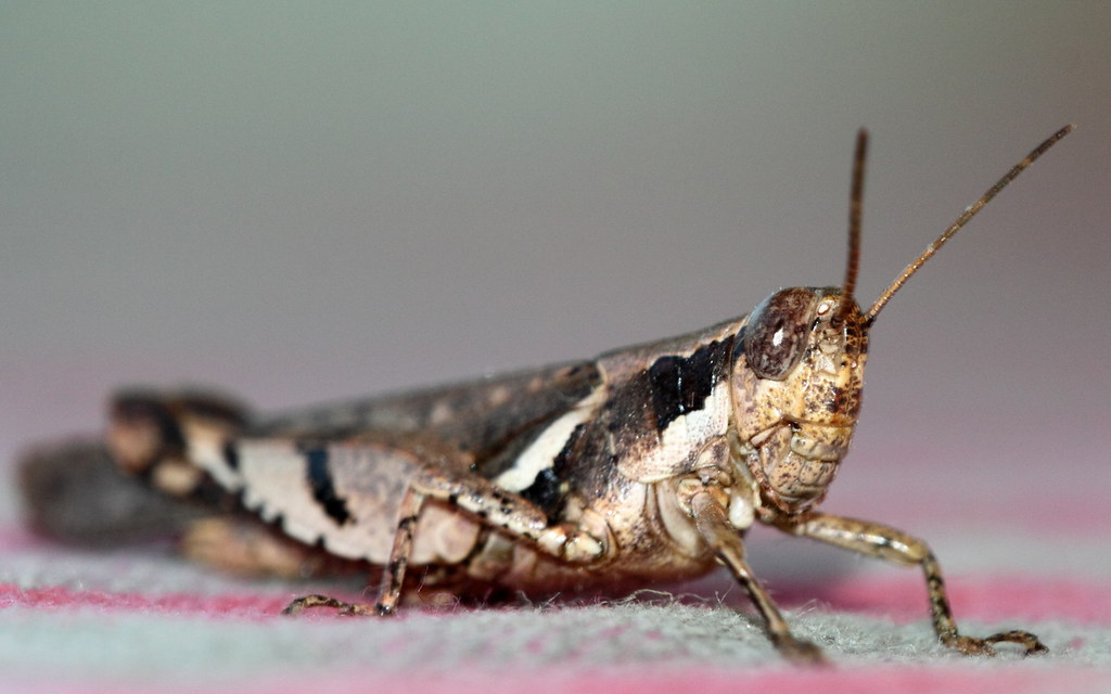 Defense Mechanisms and Immunity (image credits: flickr)
