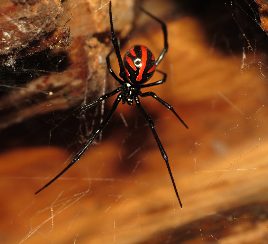 Spider Venom: Nature's Most Sophisticated Pharmacy (image credits: flickr)