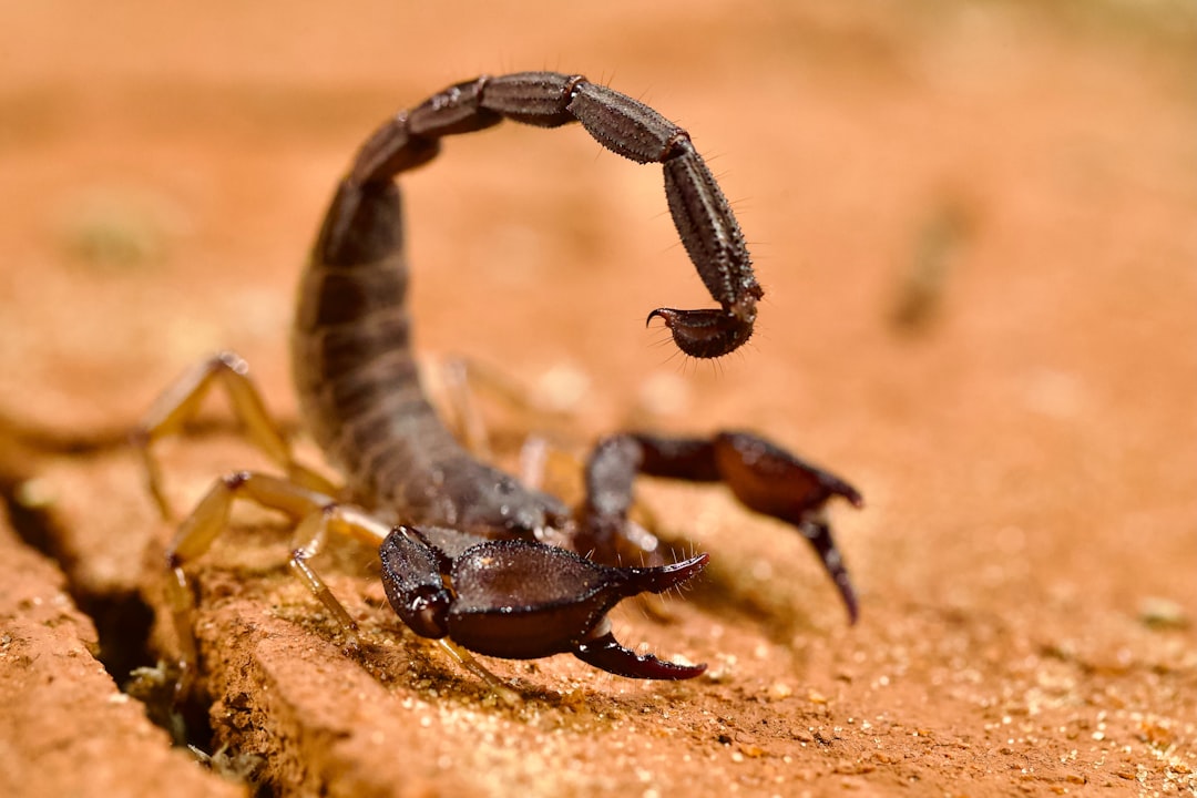 Scorpion Venom: Ancient Neurotoxins for Modern Medicine (image credits: unsplash)