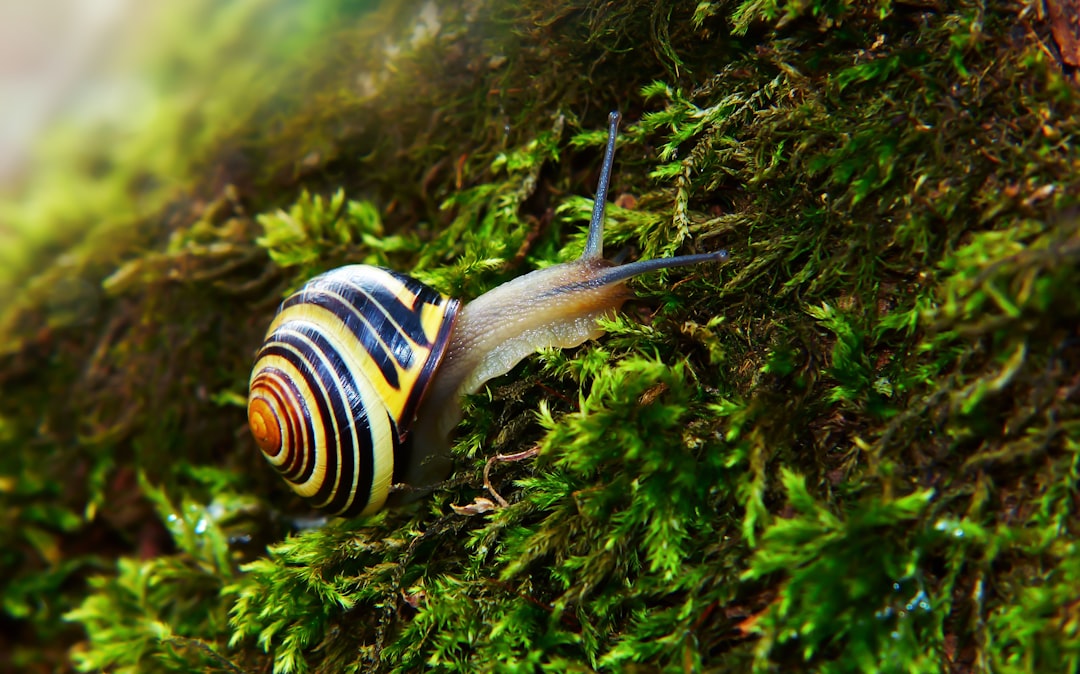 Pain Management Revolution: Learning from Nature's Anesthetics (image credits: unsplash)