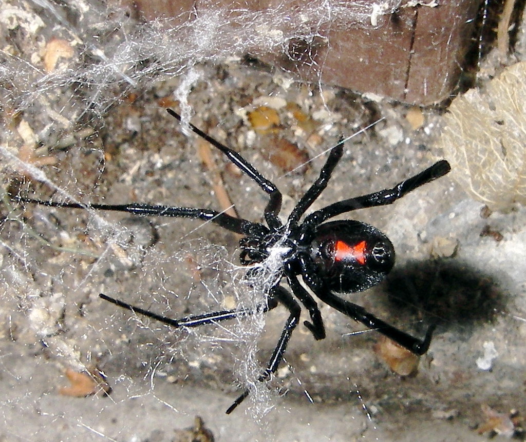 Bug Neurotoxins That Could Help (or Hack) the Human Nervous System