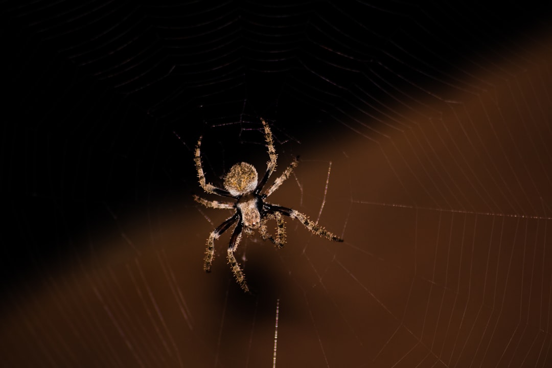 School Closures and Spider Scares (image credits: unsplash)