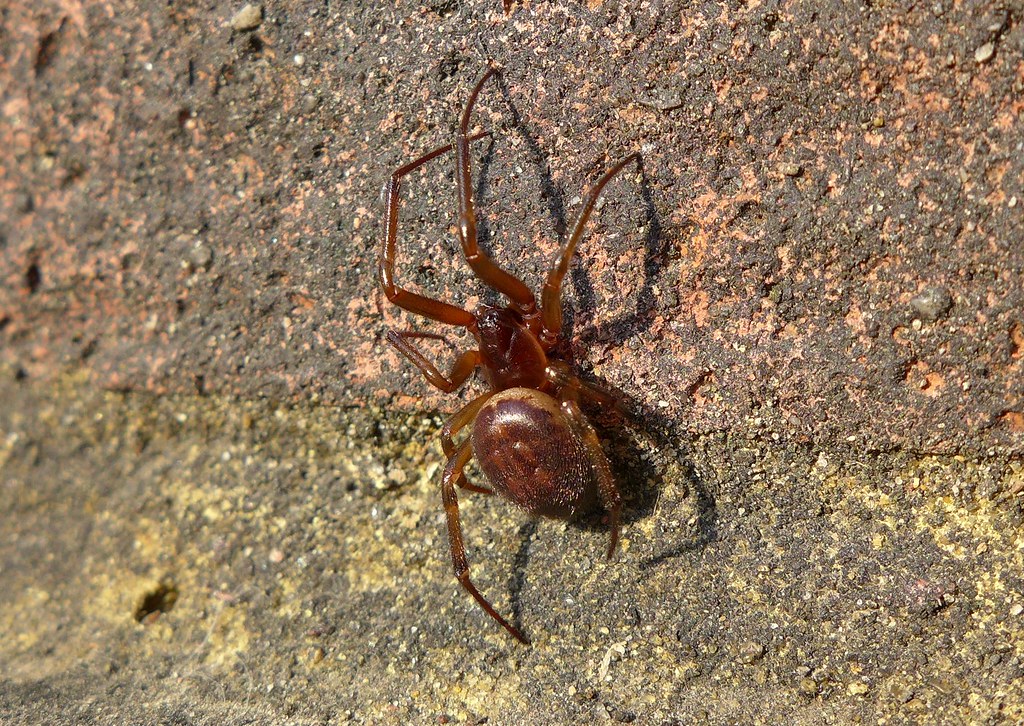 International Perspectives on Spider Hysteria (image credits: flickr)