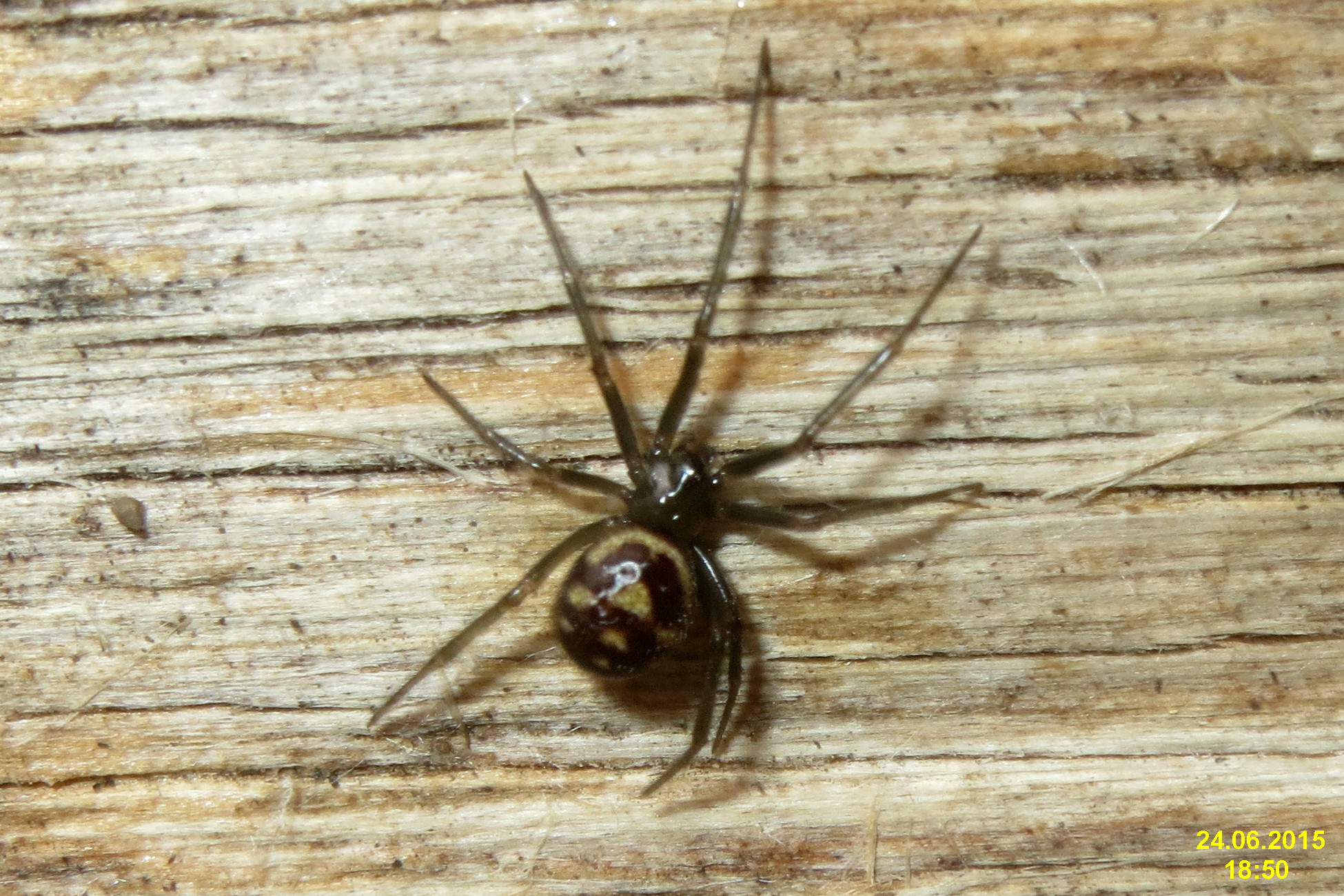 False Widow Bites: Separating Fact from Fiction (image credits: wikimedia)
