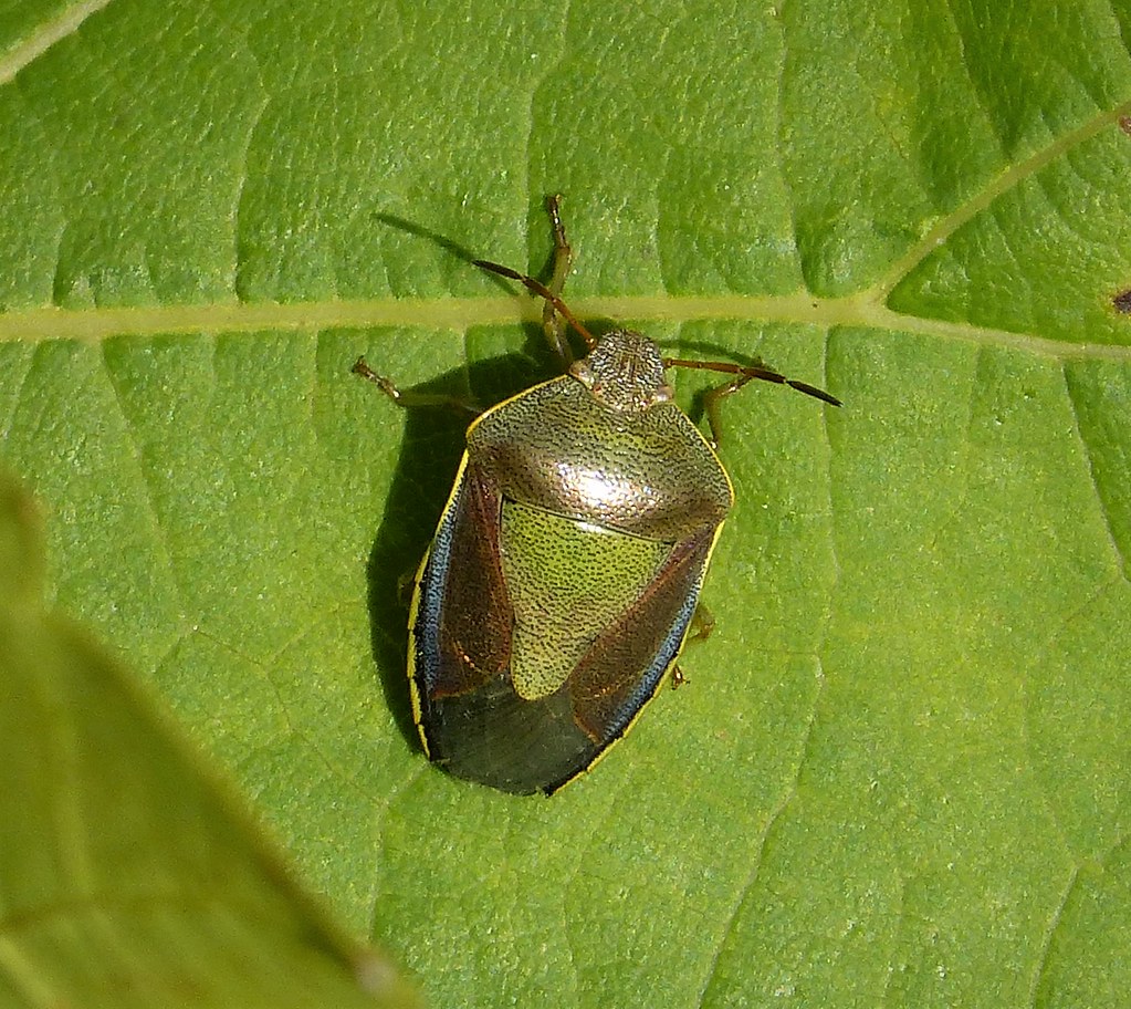The Science Behind Insect Hibernation (image credits: flickr)