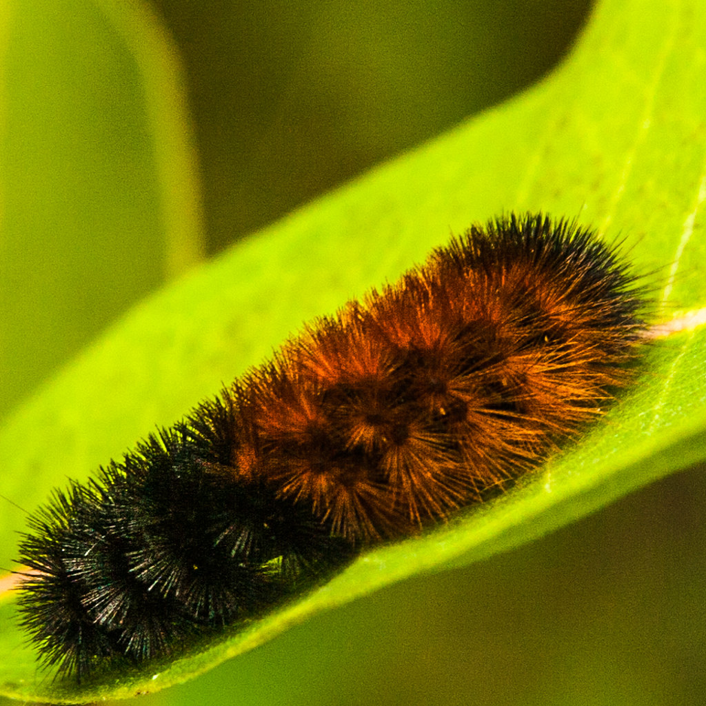 The Woolly Bear Caterpillar's Frozen Kingdom (image credits: flickr)
