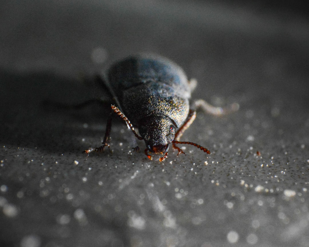 Arctic Ground Beetles: Masters of Ice Caves (image credits: unsplash)