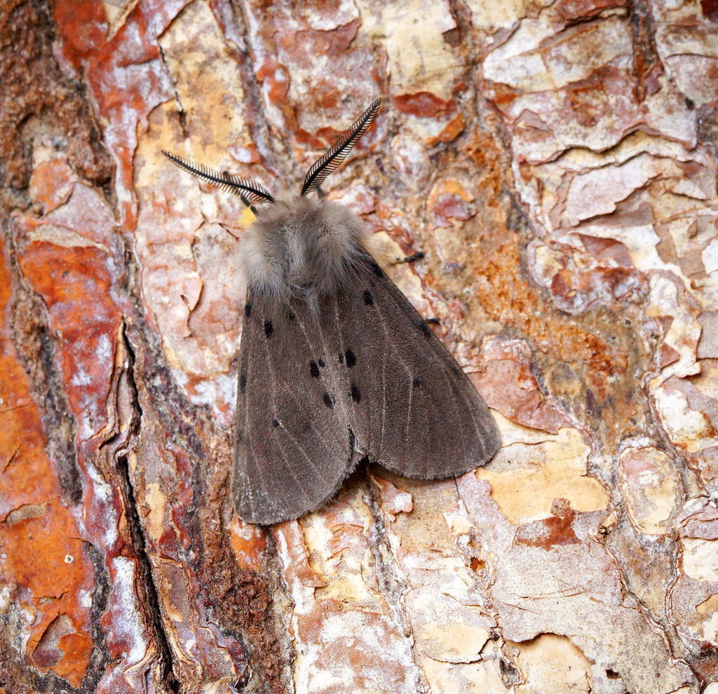 Sleeping Beauties: Moths in Mountain Caves (image credits: flickr)