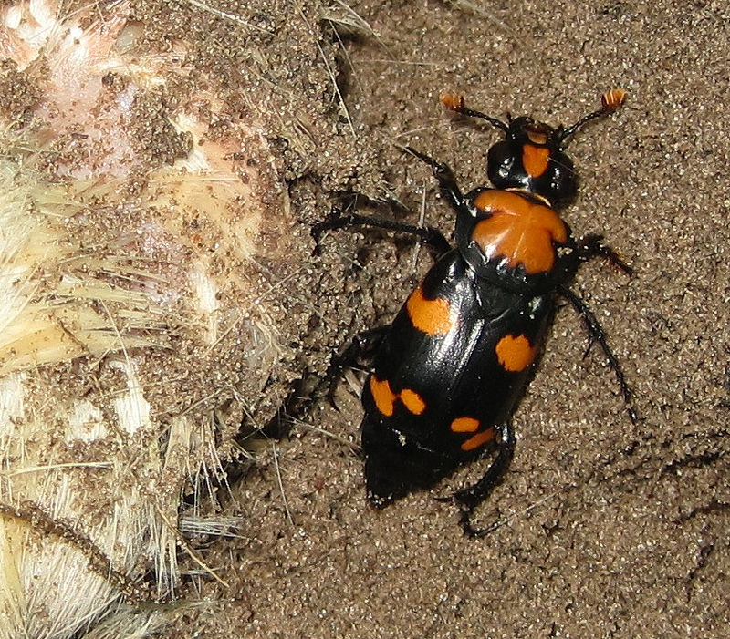 Dirt Dwellers: Beetles That Bury Themselves Alive (image credits: wikimedia)