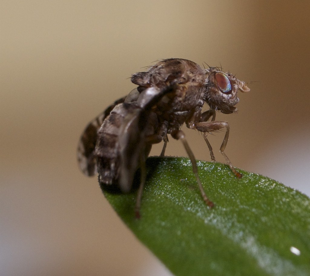 The Incredible Gall Fly Phenomenon (image credits: flickr)