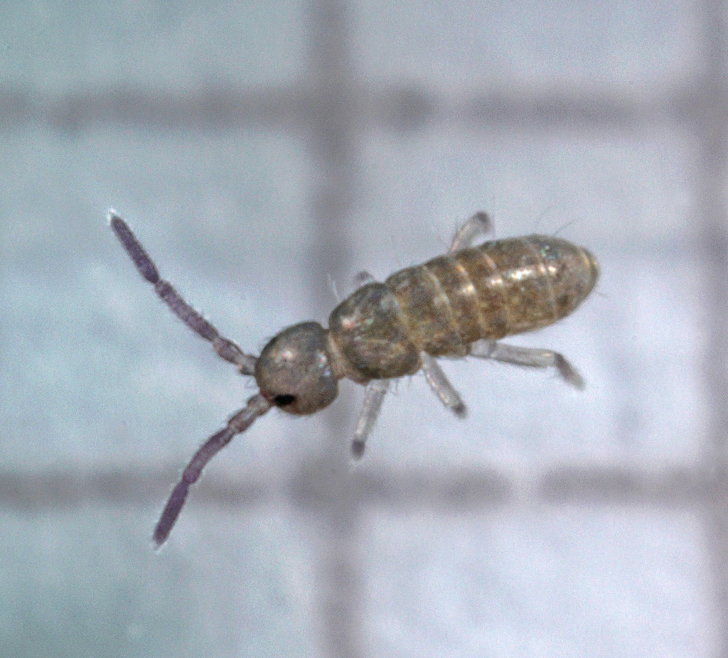 Springtails: The Soil's Secret Survivors (image credits: flickr)