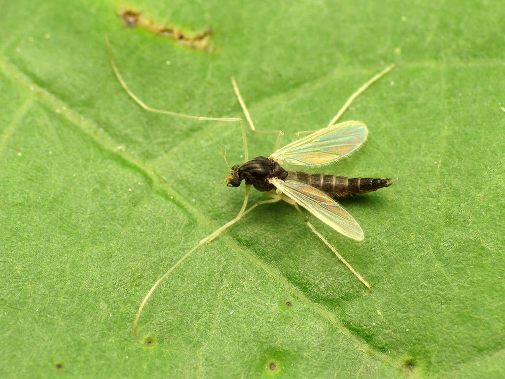 The Chironomid Midge Marvel (image credits: flickr)