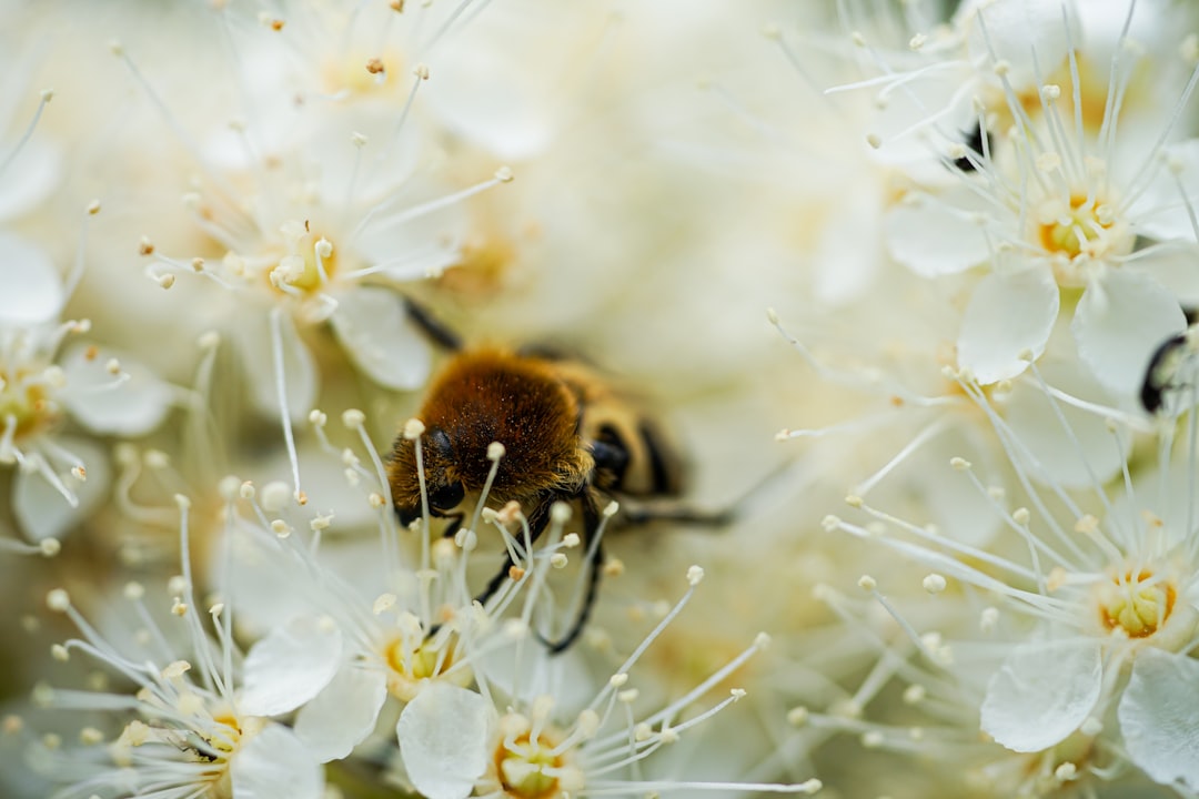Burrowing Bees in Frozen Ground (image credits: unsplash)