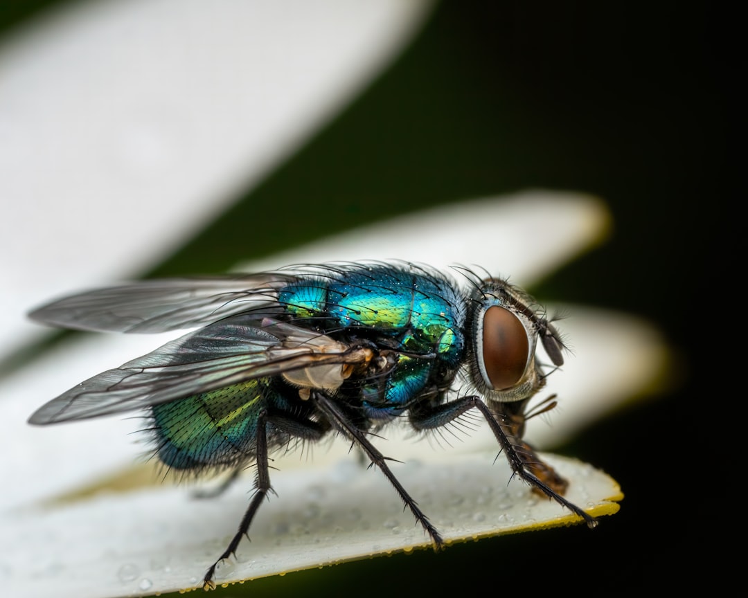 The Fascinating World of Freeze-Tolerant Flies (image credits: unsplash)
