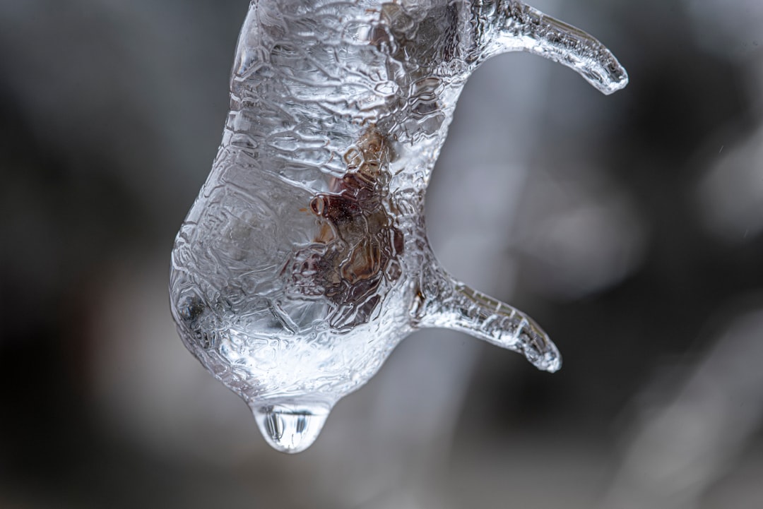 Ancient Survivors: Insects in Permafrost (image credits: unsplash)