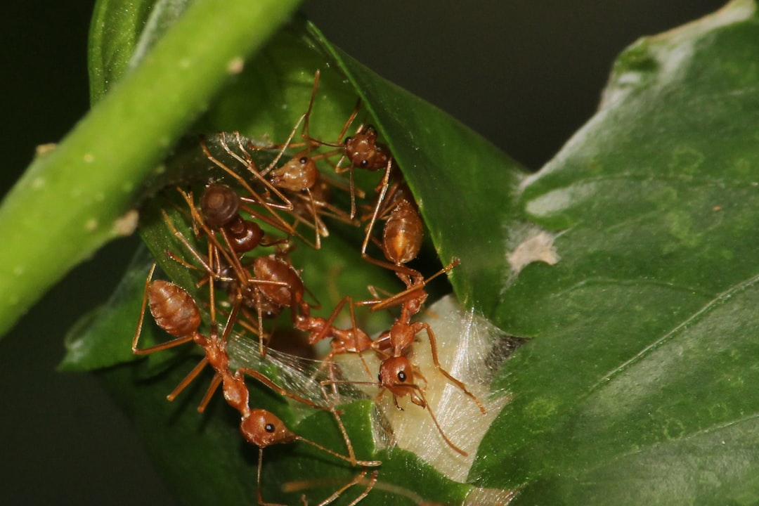 Climate Change and Hibernating Insects (image credits: unsplash)