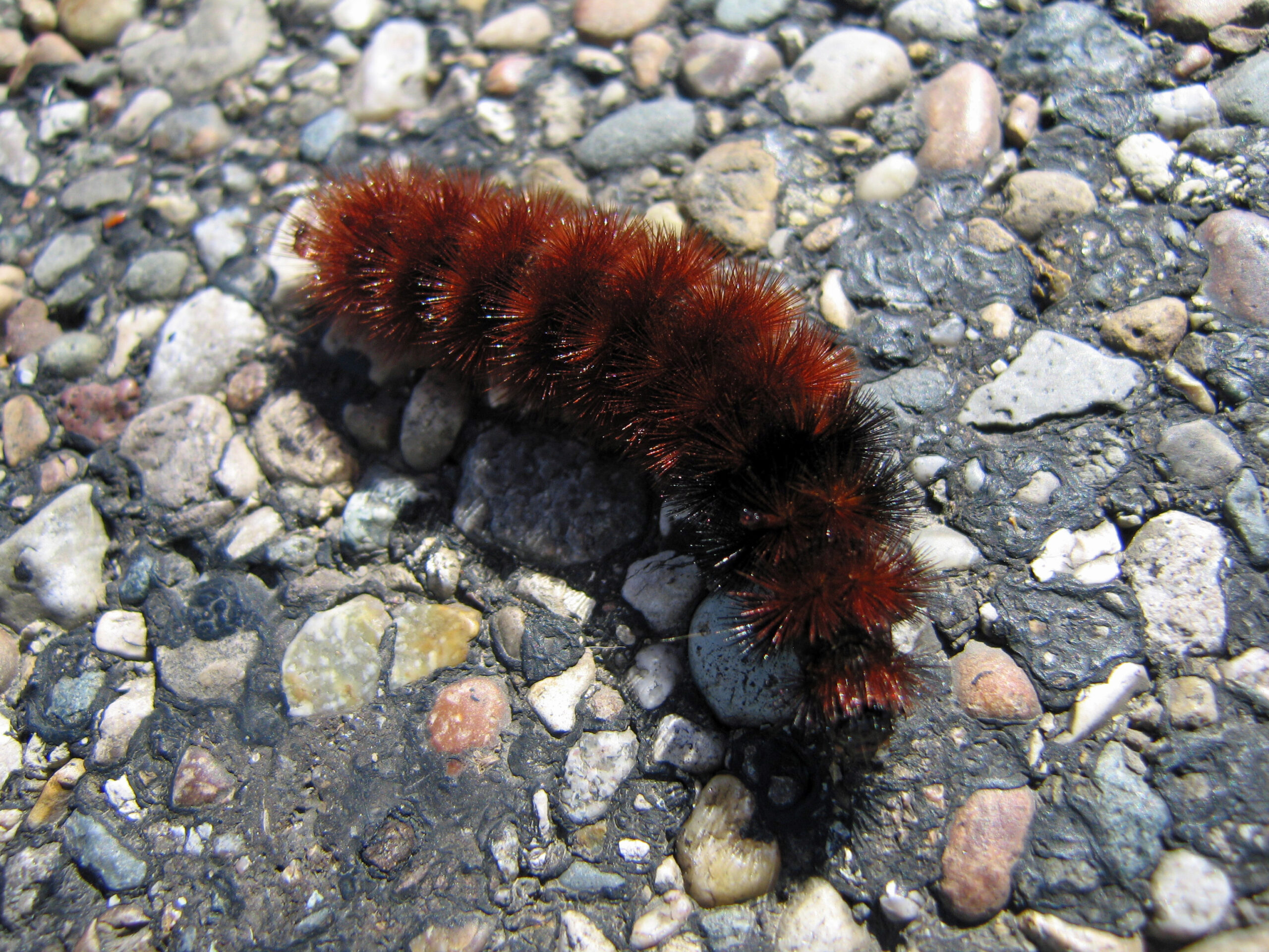 The Freezing Process: A Cellular Ballet (image credits: Wolly Bear Caterpillar, CC BY 2.0, https://commons.wikimedia.org/w/index.php?curid=55628163)