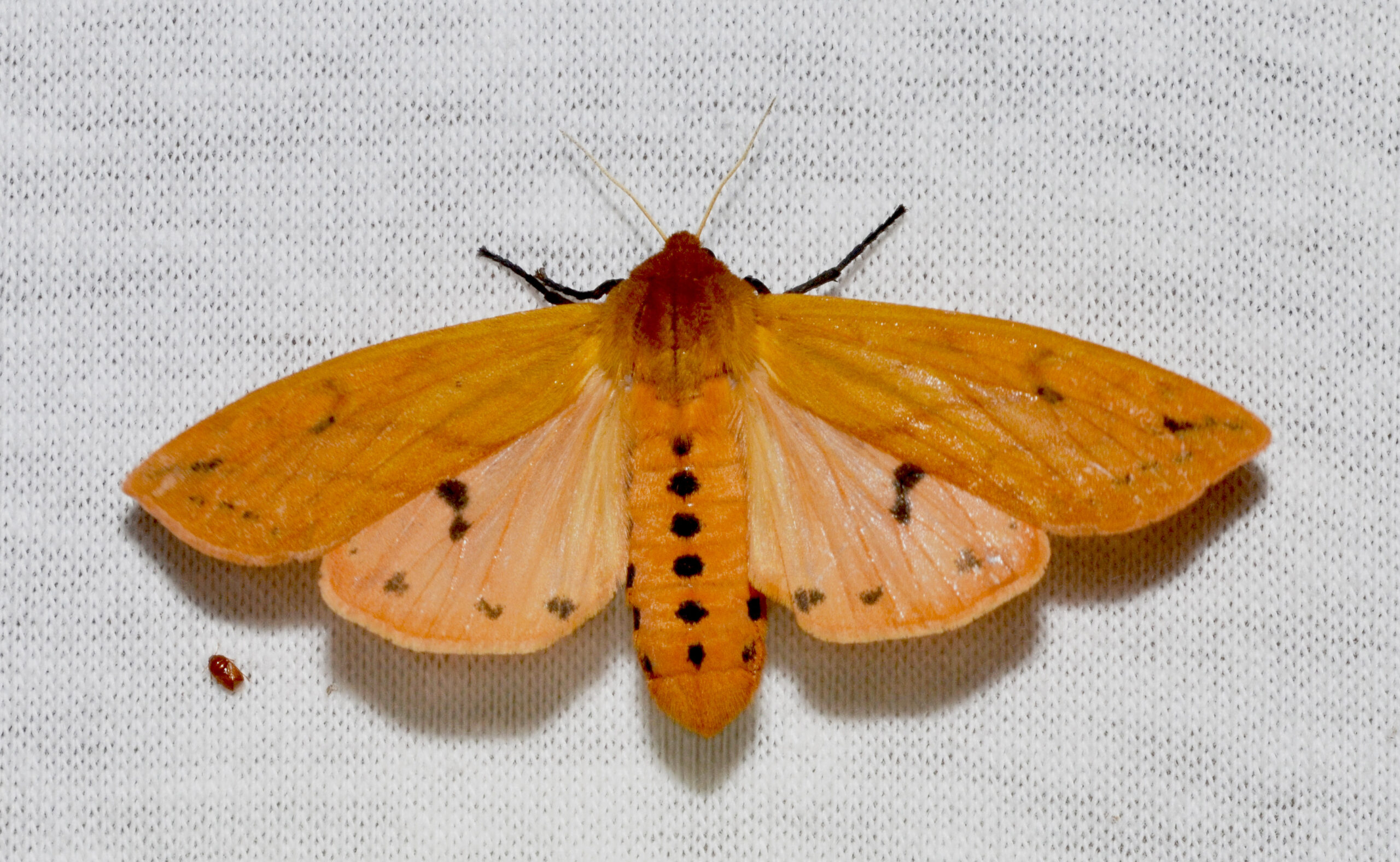 The Ultimate Transformation After Years of Waiting (image credits: wikimedia)
