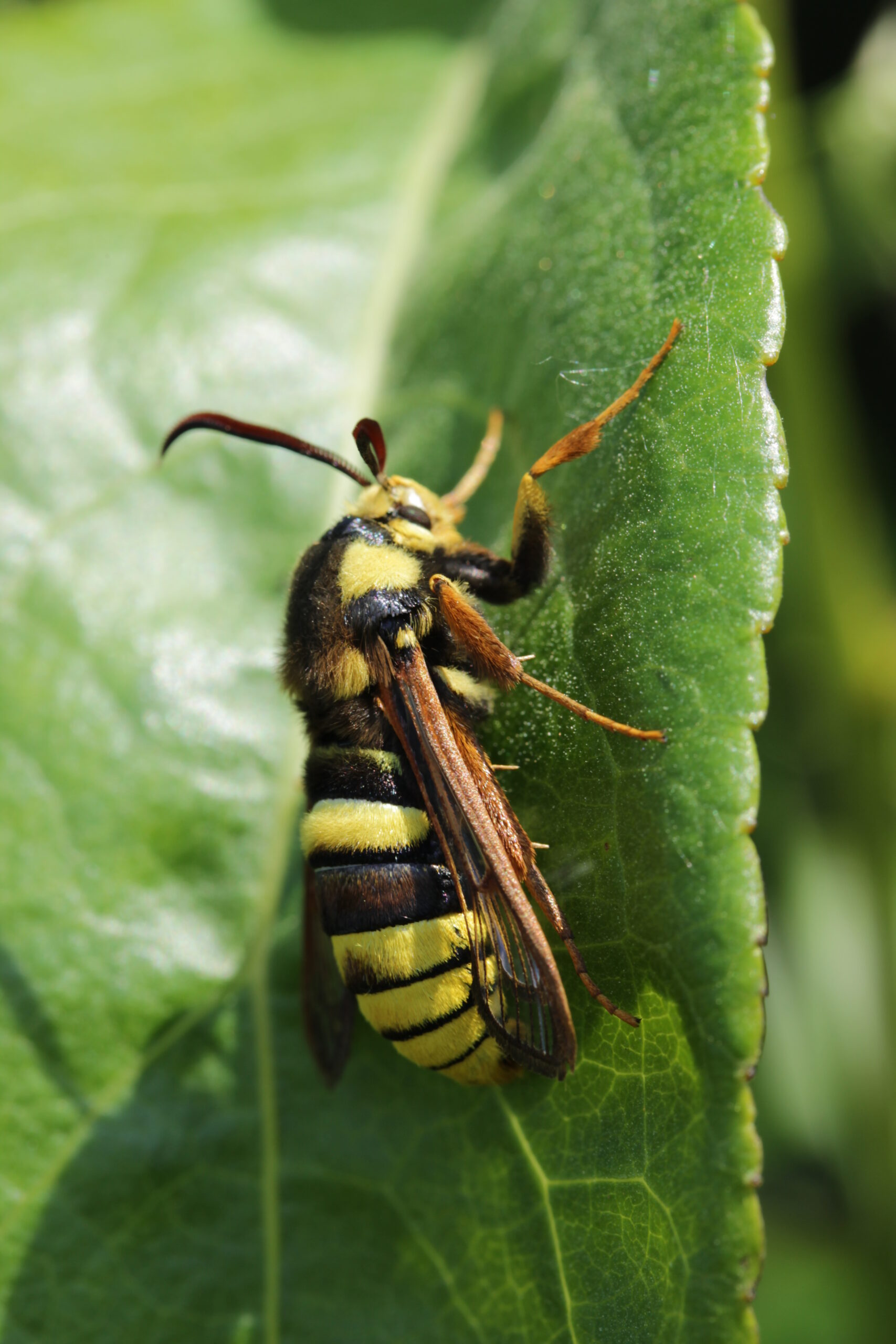 Predator Responses (image credits: Hornet moth - Sesia apiformis, CC BY-SA 2.0, https://commons.wikimedia.org/w/index.php?curid=74101056)