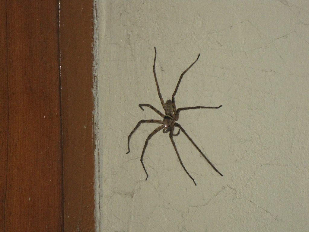 Meet Your Basement's Secret Guardians (image credits: flickr)
