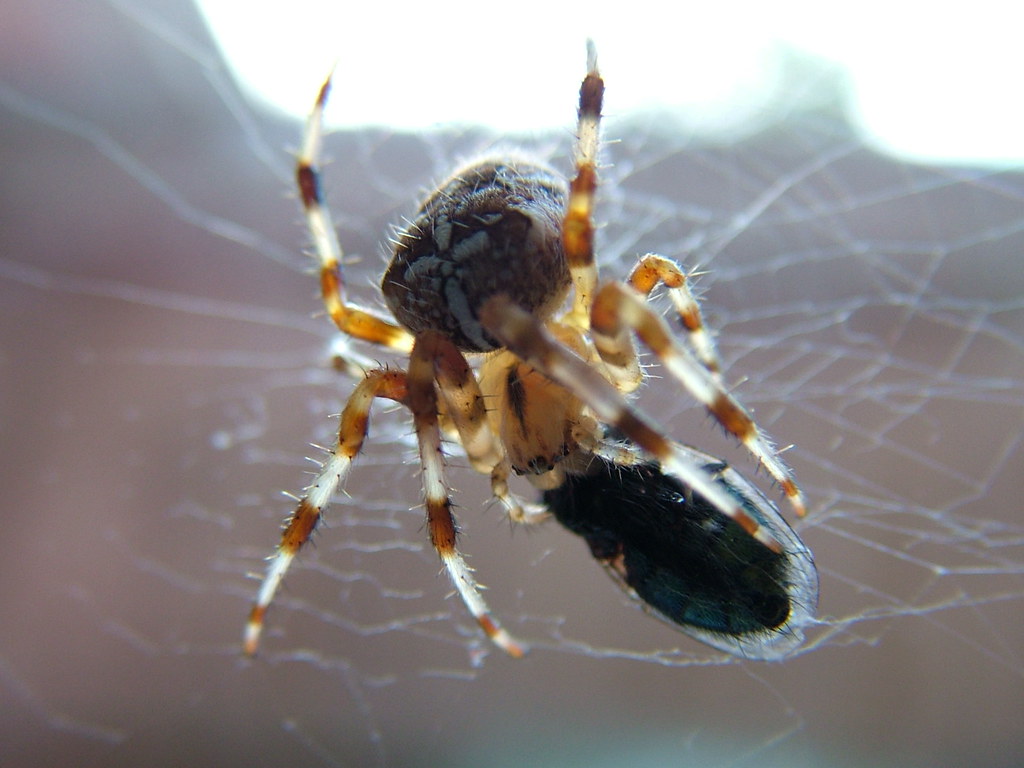 The Incredible Pest Control Statistics (image credits: flickr)