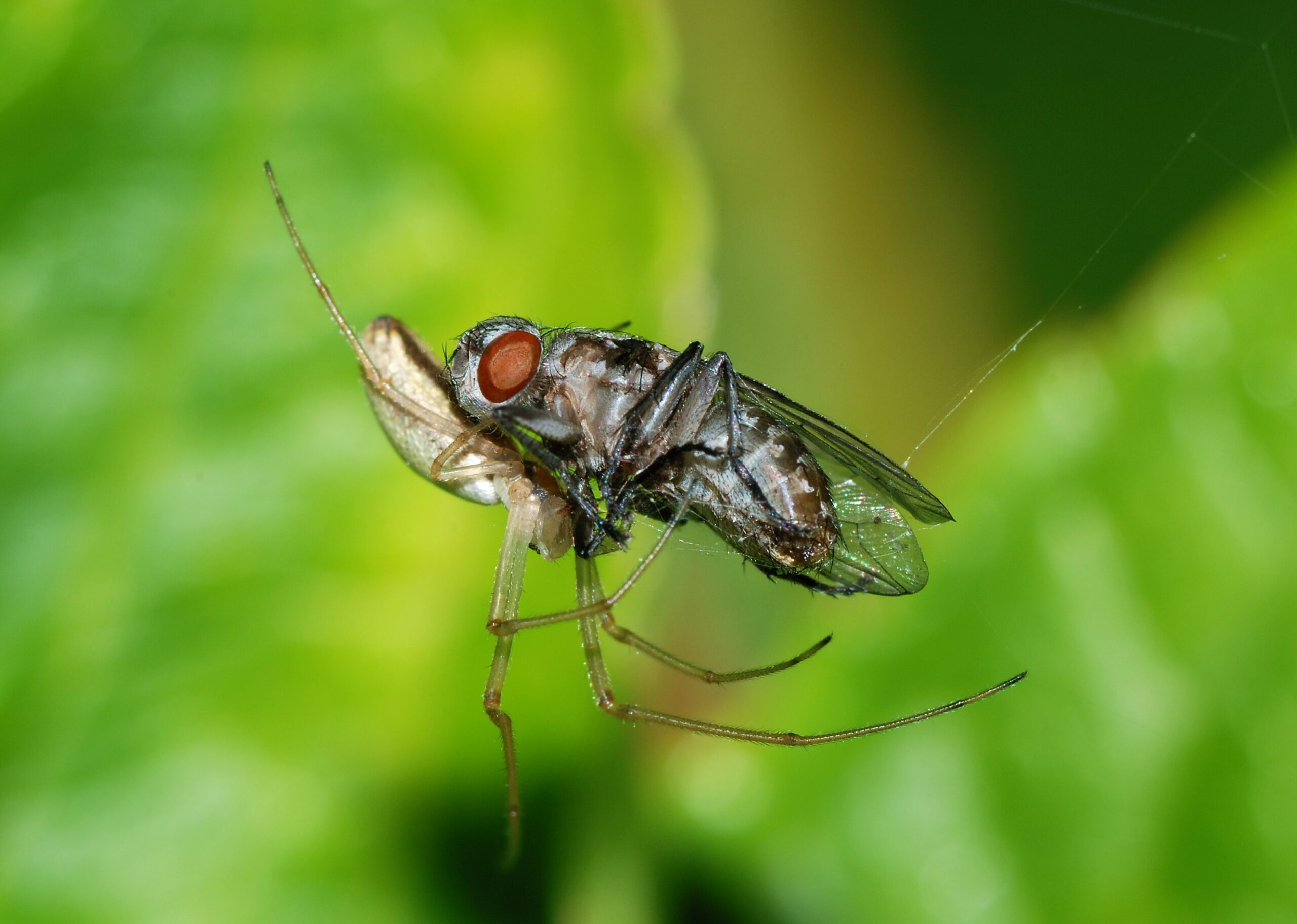 What Your Spiders Are Actually Eating (image credits: wikimedia)