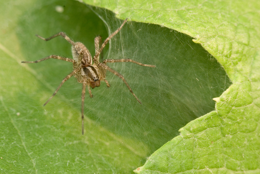 The Myth of Aggressive Basement Spiders (image credits: wikimedia)