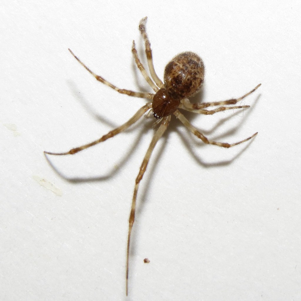 Why Basements Are Spider Paradise (image credits: flickr)