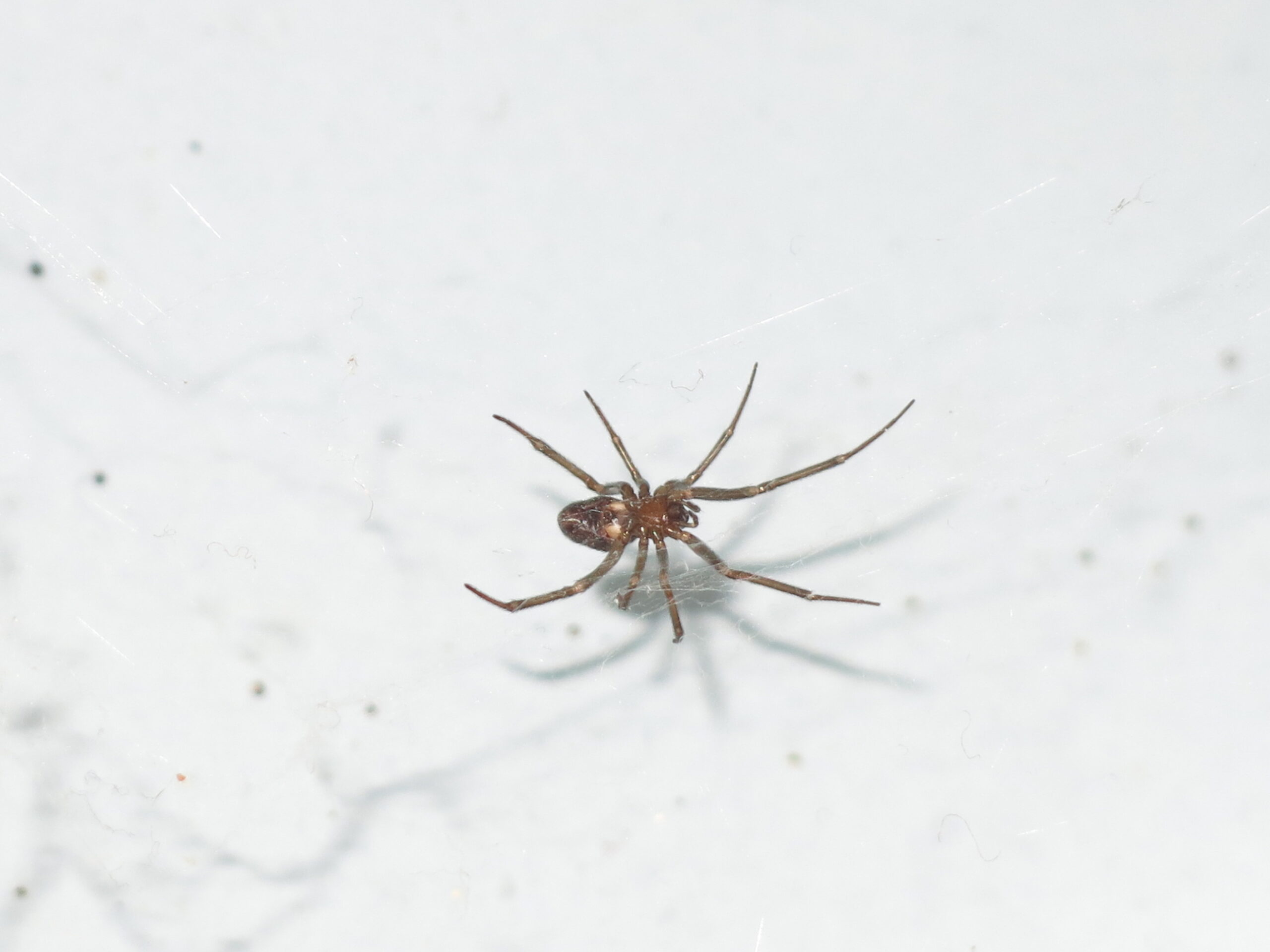The Economic Value of Your Eight-Legged Employees (image credits: wikimedia)