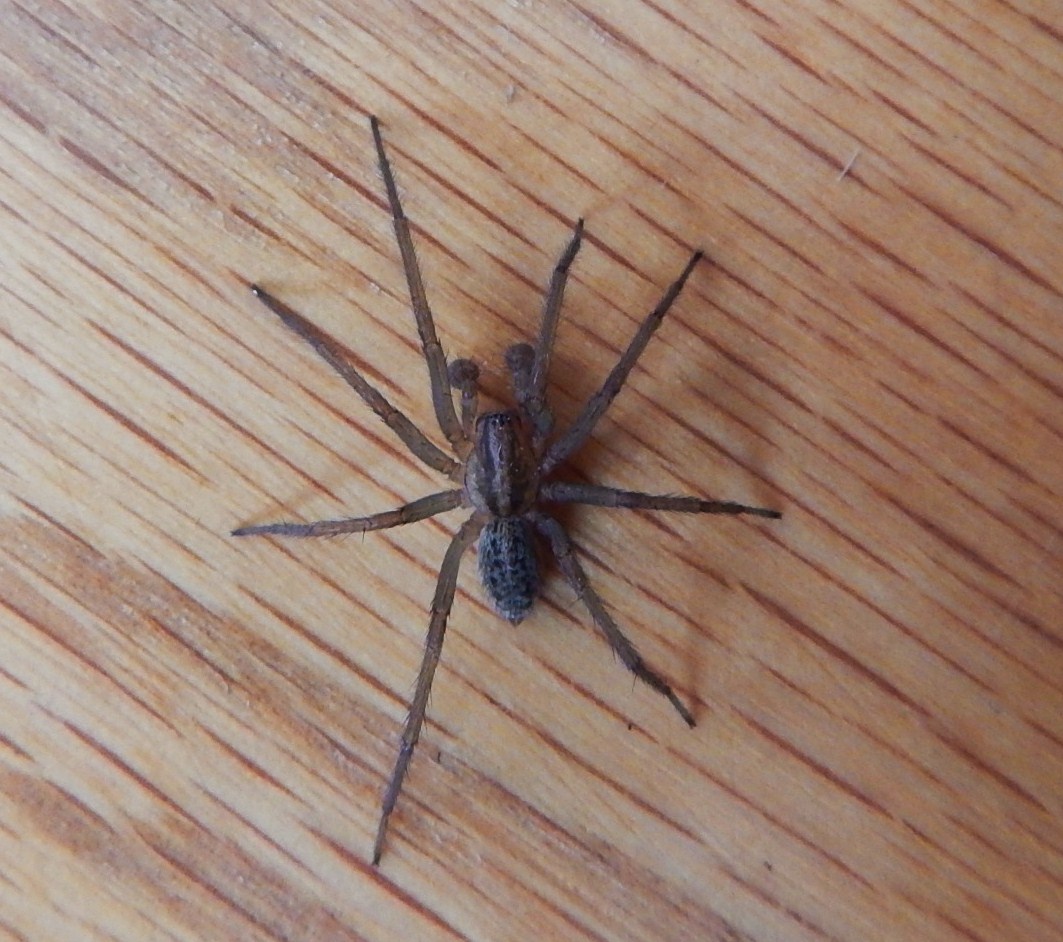 Creating a Spider-Friendly Environment (Without Inviting Problems) (image credits: By Ron Clausen, CC0, https://commons.wikimedia.org/w/index.php?curid=61459198)