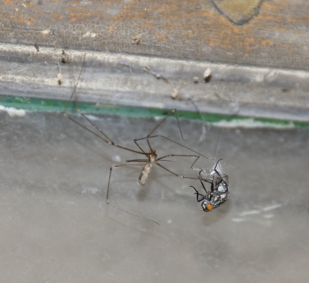 The Ripple Effect of Spider Conservation (image credits: flickr)