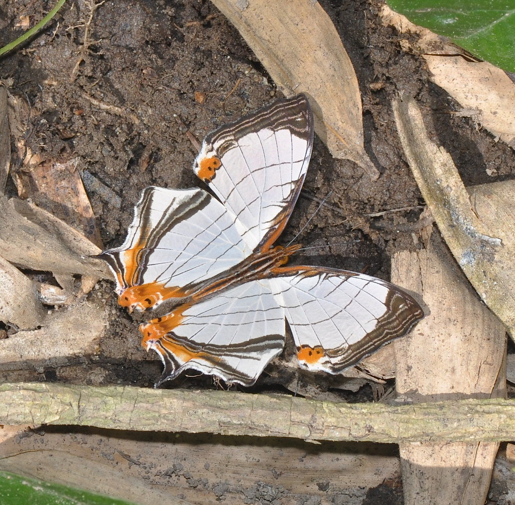 The Art of Blending Into Nature's Canvas (image credits: flickr)