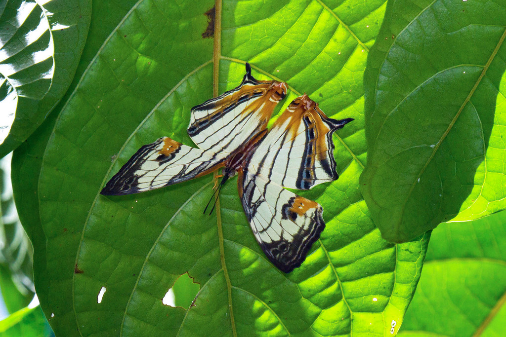 The Role of UV Light in Butterfly Deception (image credits: flickr)