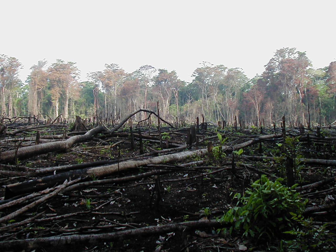 Habitat Loss and the Future of Natural Camouflage (image credits: By Jami Dwyer, Public domain, https://commons.wikimedia.org/w/index.php?curid=1363210)