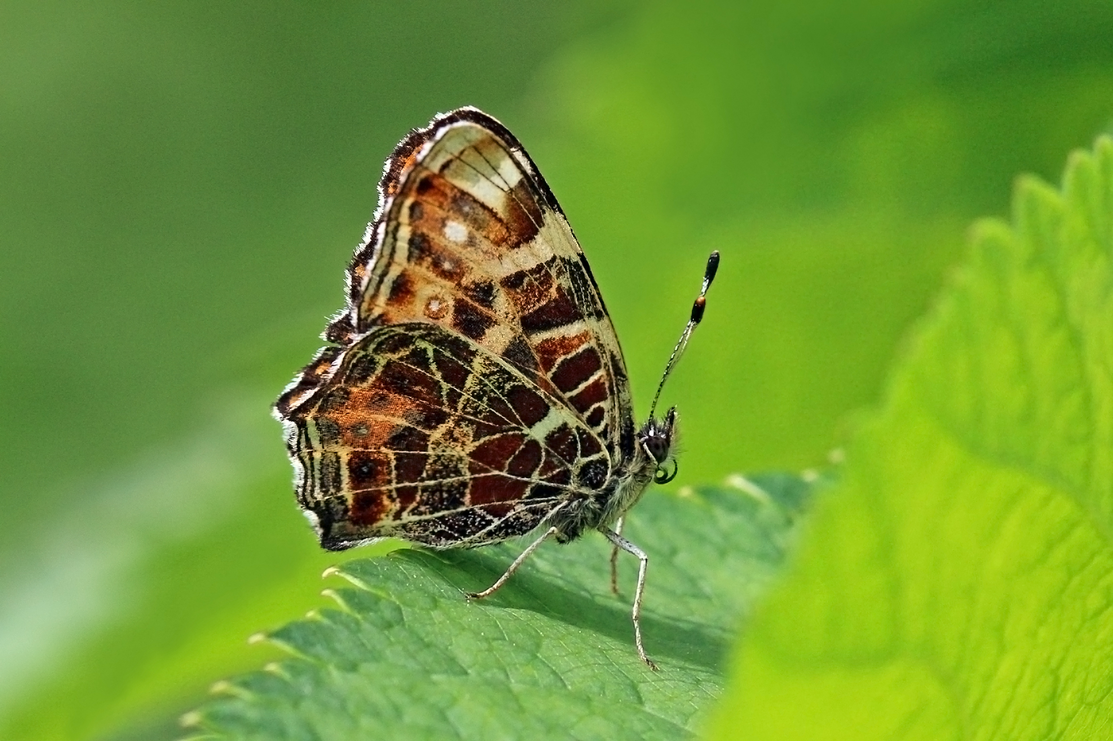 What Scientists Are Learning From Nature's Mapmakers (image credits: wikimedia)