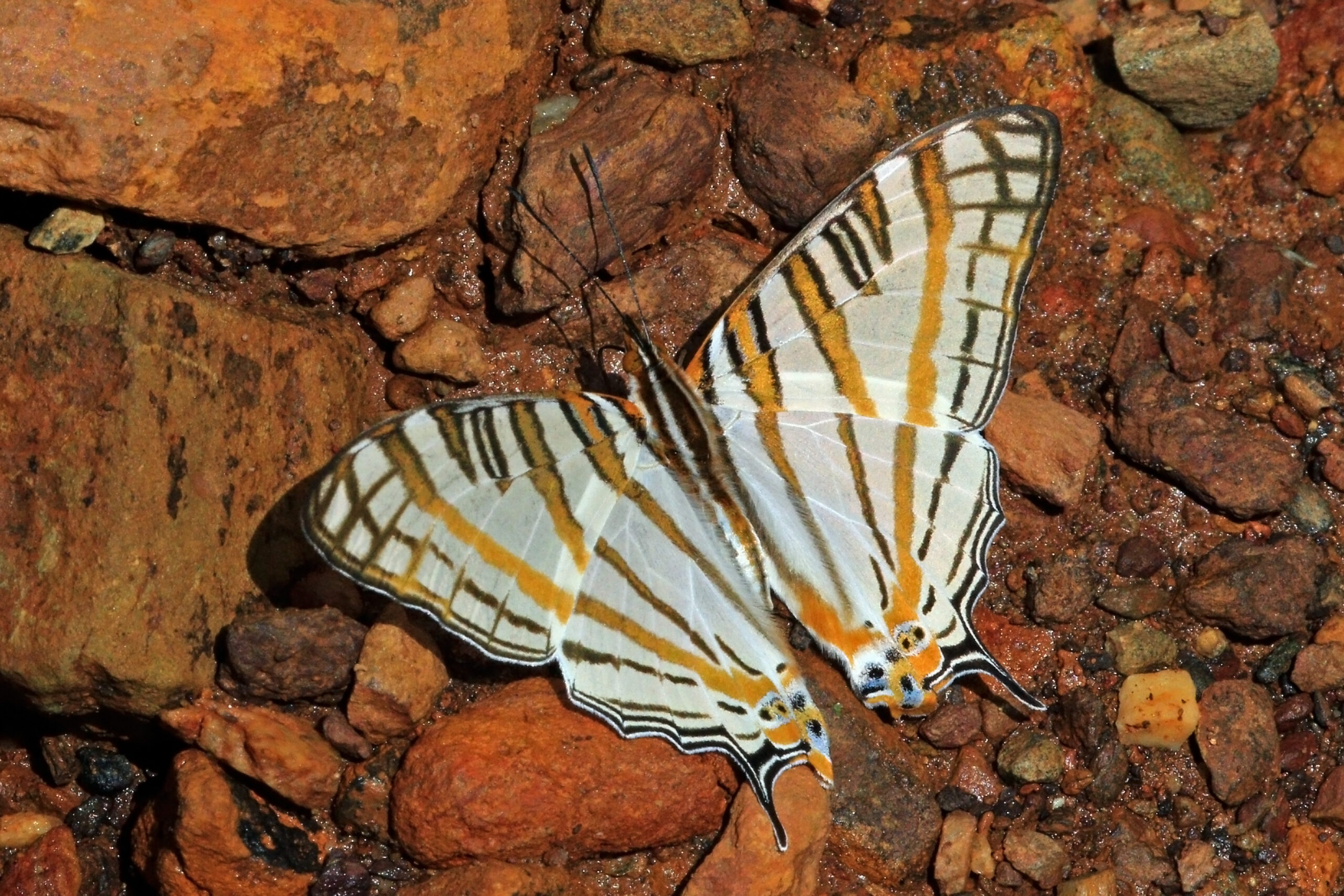 The Hidden Language of Wing Patterns (image credits: Own work, from Sharp Photography, sharpphotography, CC BY-SA 4.0, https://commons.wikimedia.org/w/index.php?curid=53194893)