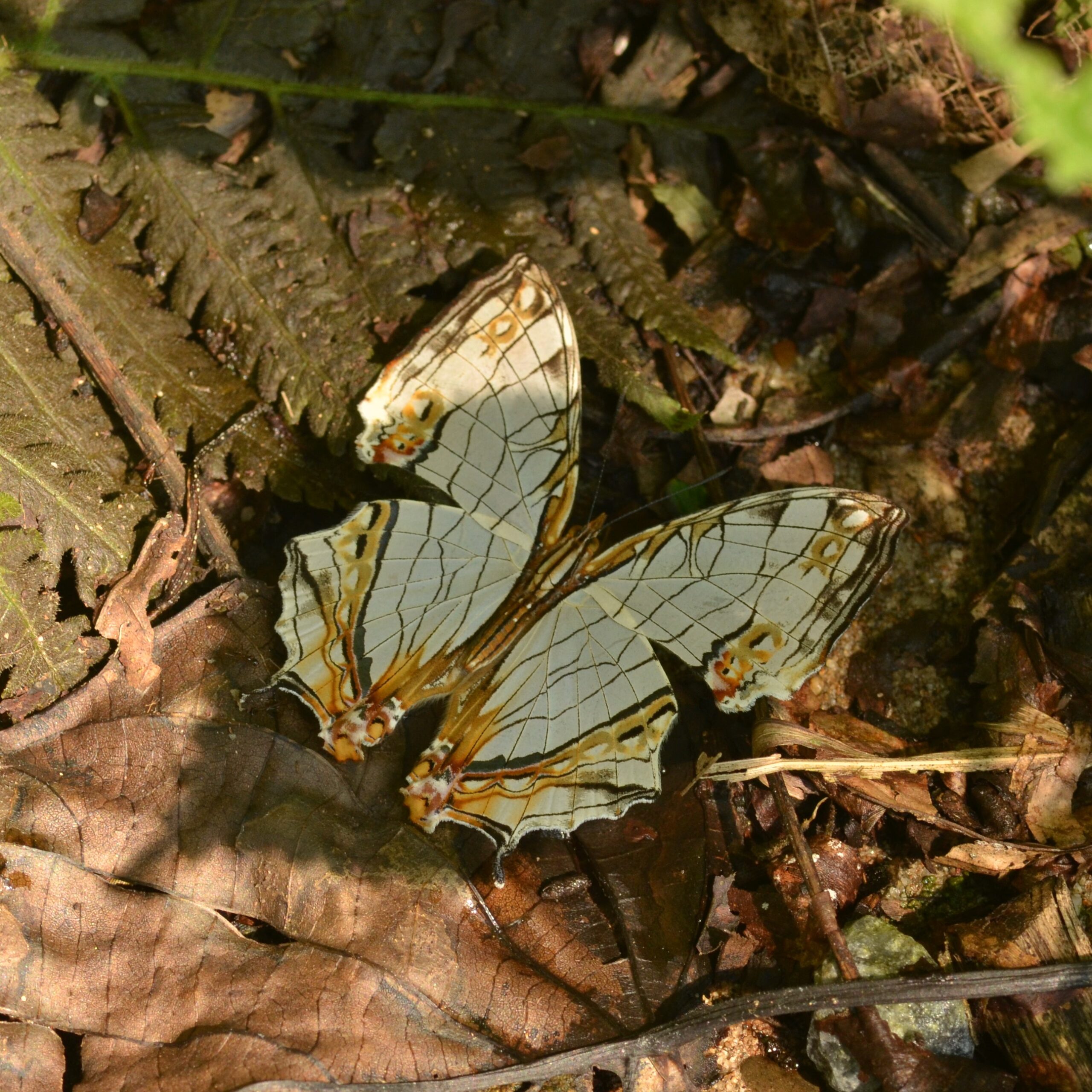 The Butterfly's Weather Prediction System (image credits: Cyrestis sp., CC BY-SA 2.0, https://commons.wikimedia.org/w/index.php?curid=93955052)