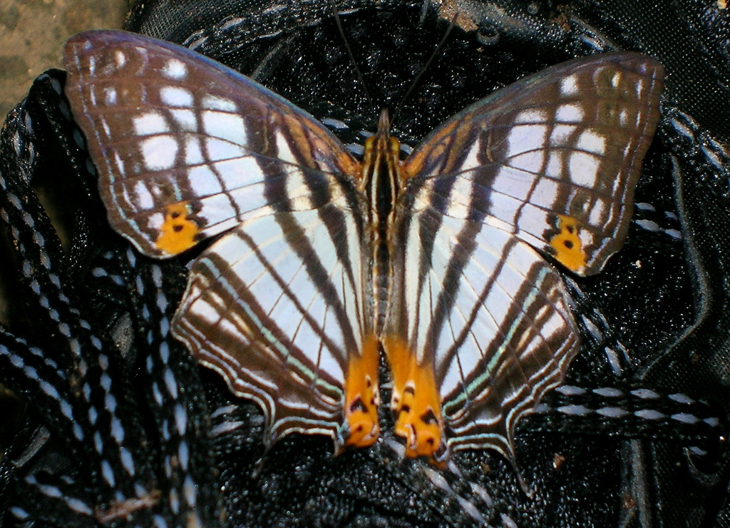 Conclusion (image credits: Flickr: cyrestis maenalis rizali, CC BY 2.0, https://commons.wikimedia.org/w/index.php?curid=17786938)