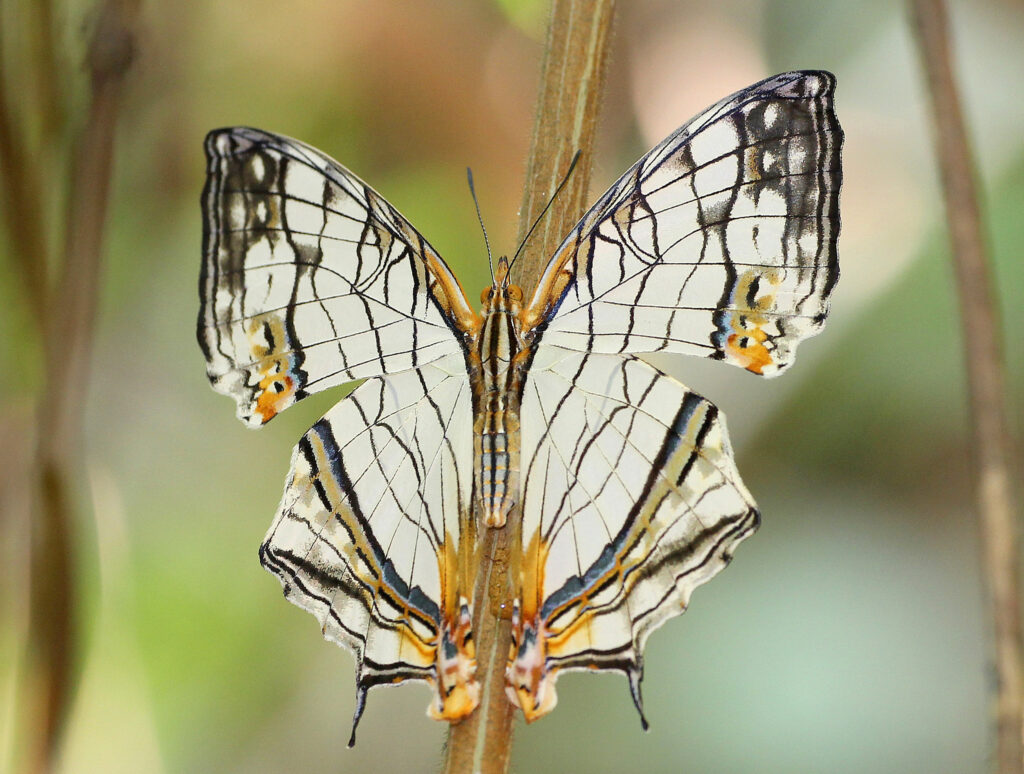 The Butterfly With a Map on Its Wings — And What It's Really Hiding From