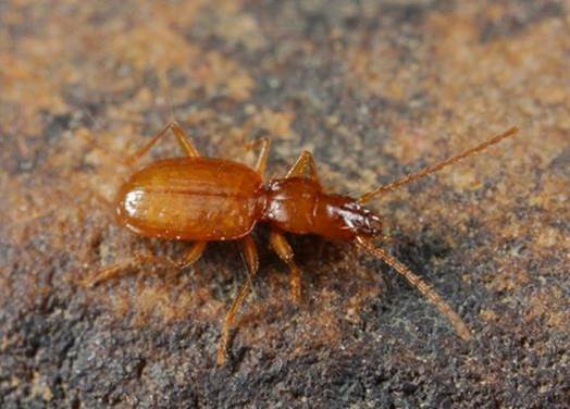 Meet the Alabama Cave Beetle: A Creature of Darkness (image credits: wikimedia)