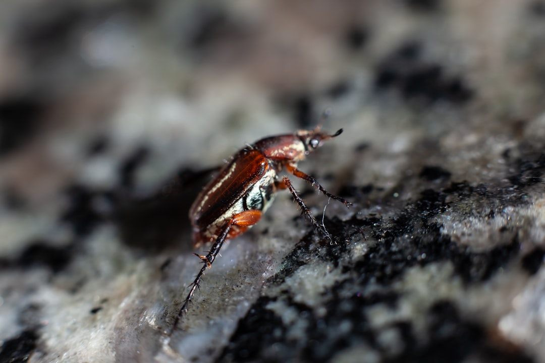 The Evolution Story: From Surface to Subterranean (image credits: unsplash)
