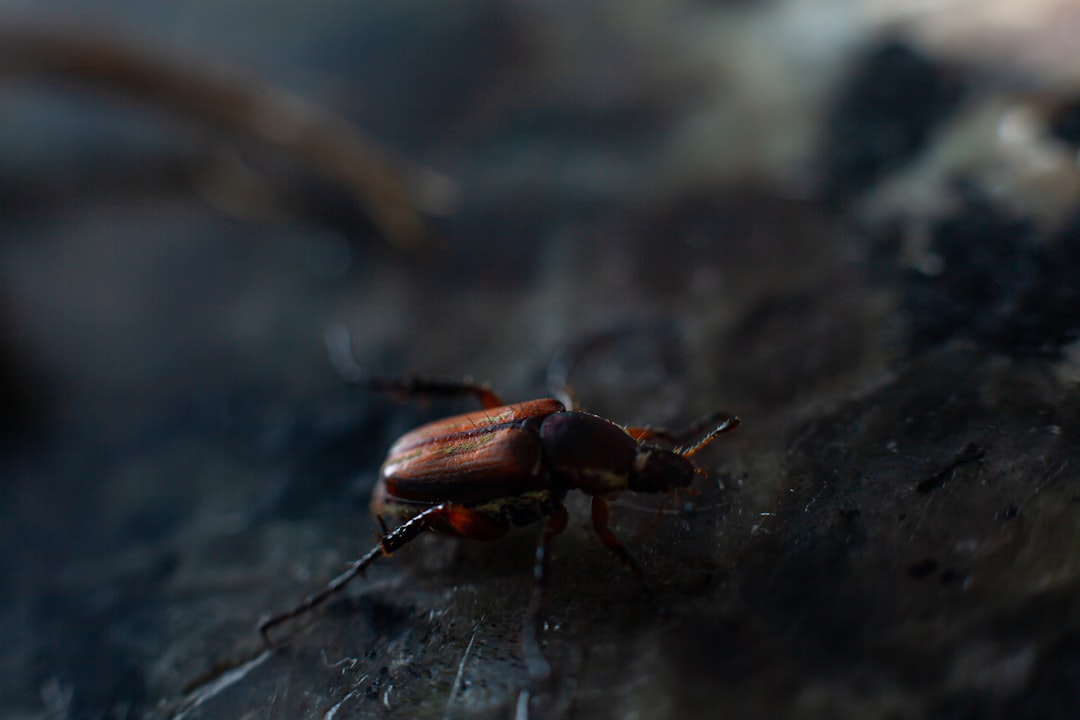 Discovery and Scientific Research: Uncovering Alabama's Hidden Biodiversity (image credits: unsplash)