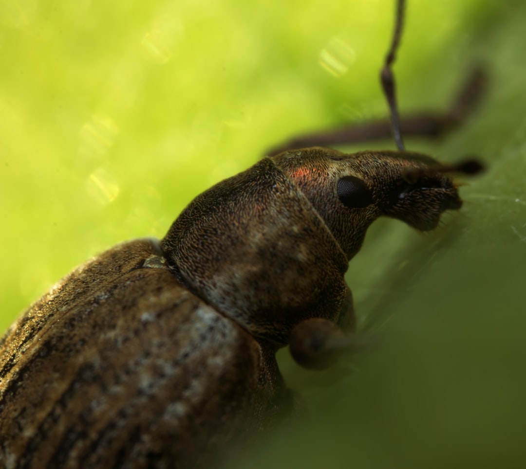 Conservation Challenges: Protecting Alabama's Underground Treasures (image credits: unsplash)