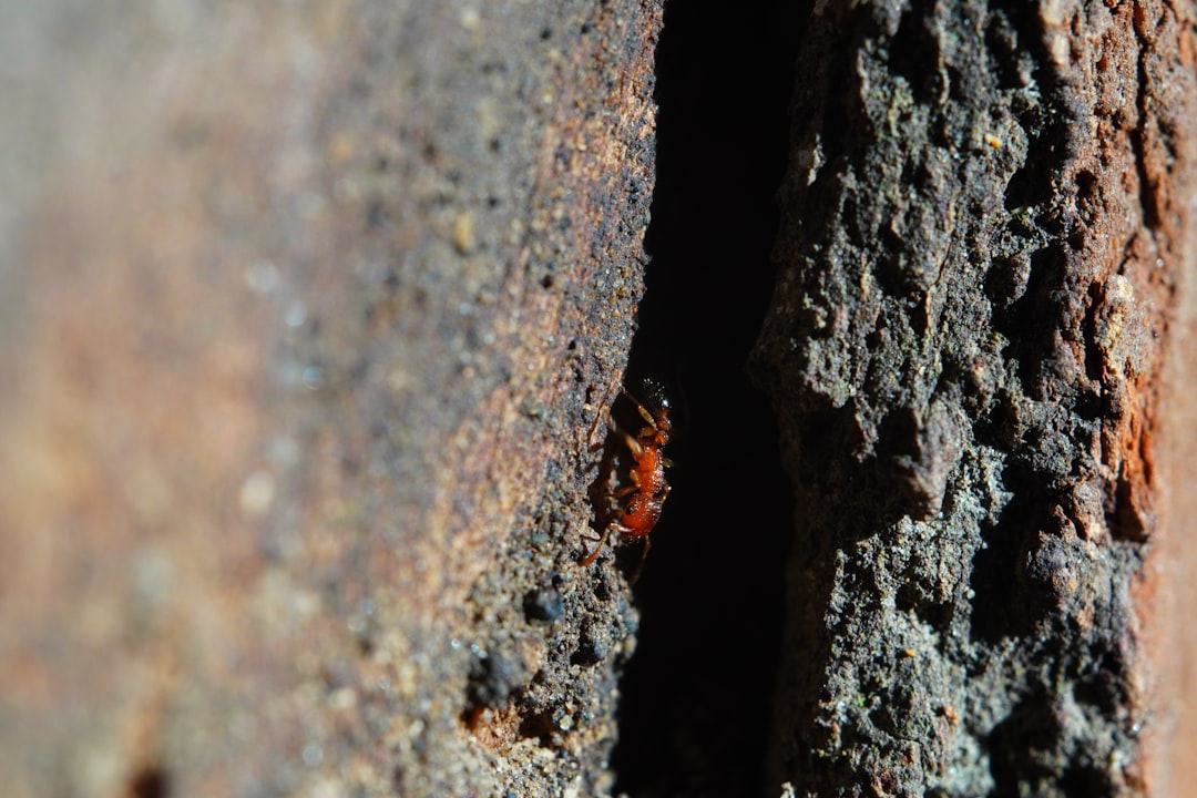 Ecological Importance: The Beetles' Role in Cave Ecosystems (image credits: unsplash)