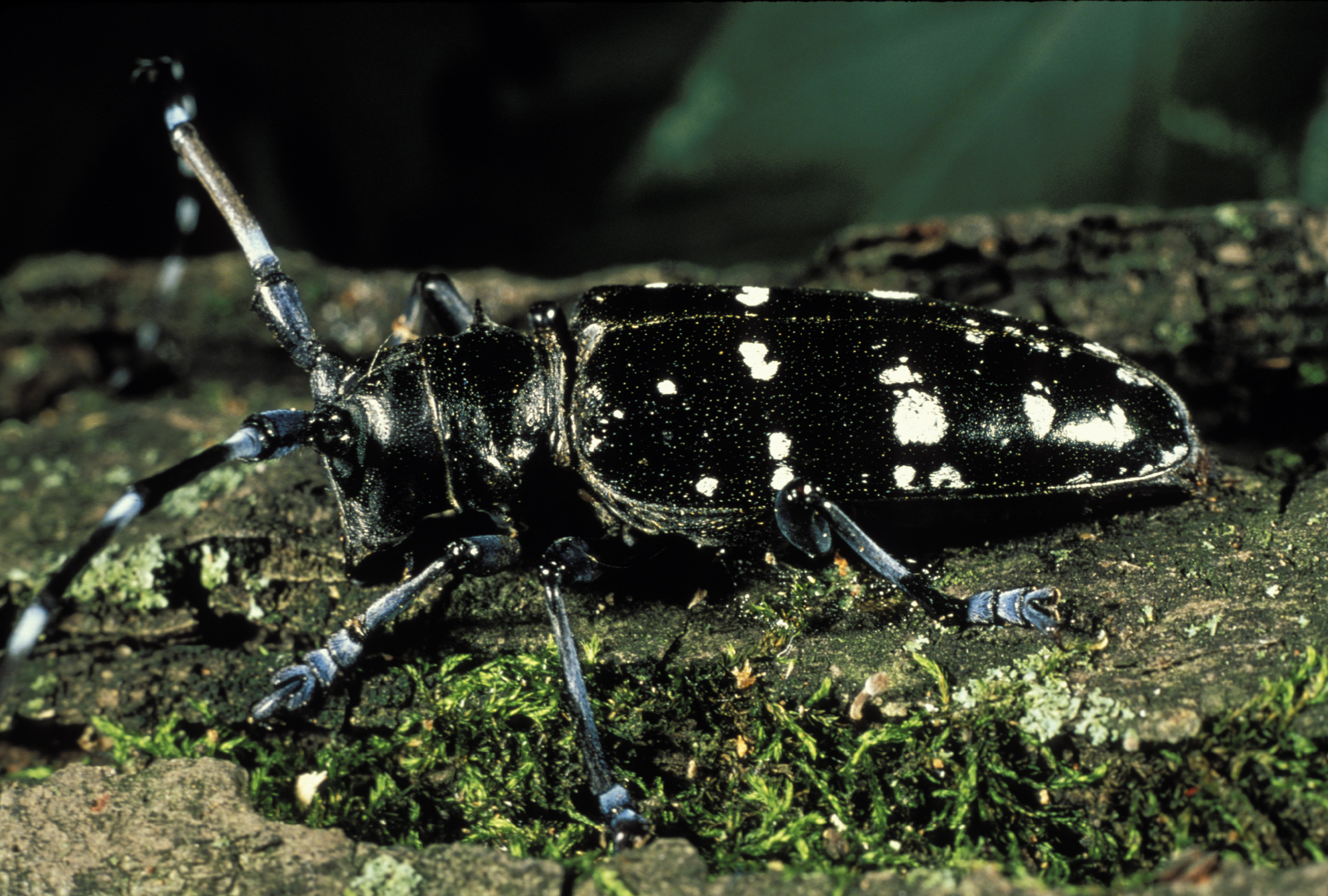 Comparison with Other Cave-Dwelling Beetles Worldwide (image credits: Public domain, https://commons.wikimedia.org/w/index.php?curid=286178)